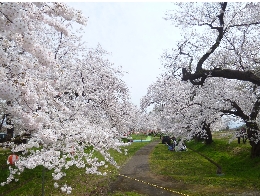 能代川分流記念公園　さくら.jpg